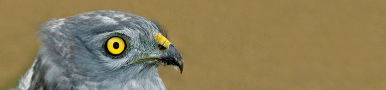 Ochrona błotniaka łąkowego <i>Circus pygargus</i> w Polsce