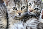 1289754_cats