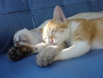 1341079_sleeping_cats