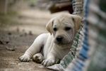 958923_cute_puppies