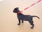 1281913_labrador_at_the_beach