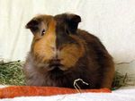 235588_guinea-pig_bruno
