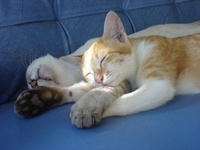 1341079_sleeping_cats