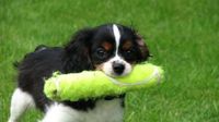 944451_little_dog_running