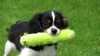 944451_little_dog_running