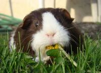 1188715_guinea_pig_eating_a_dandelion